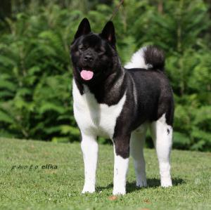GCH Catch Your Chance Angel in Fur