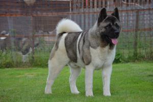 JCh. Black Jack from Moule�s Garden