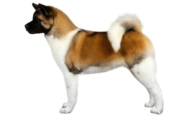 �vod